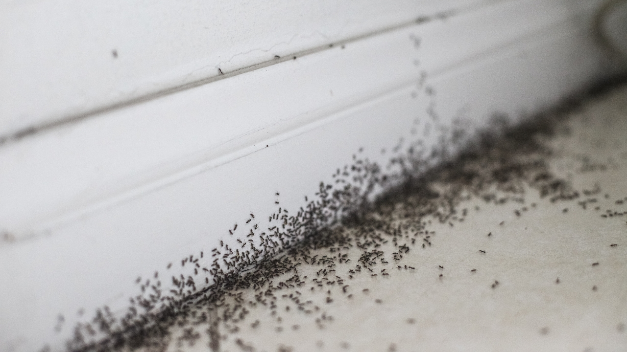 Professional Ant Control Service