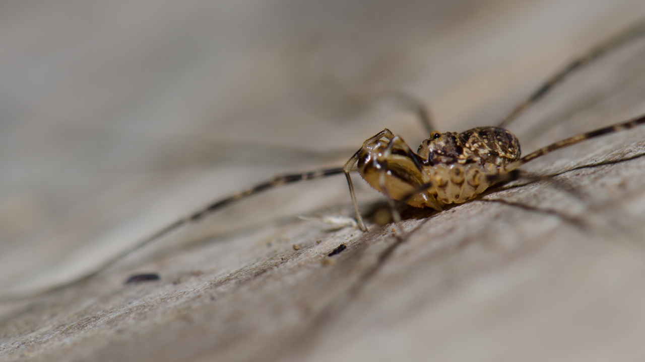 Reliable Spider Control Service