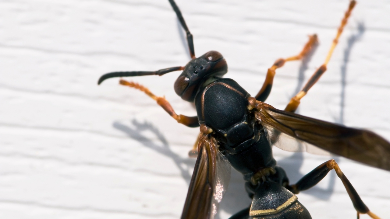 Wasp control Bowral