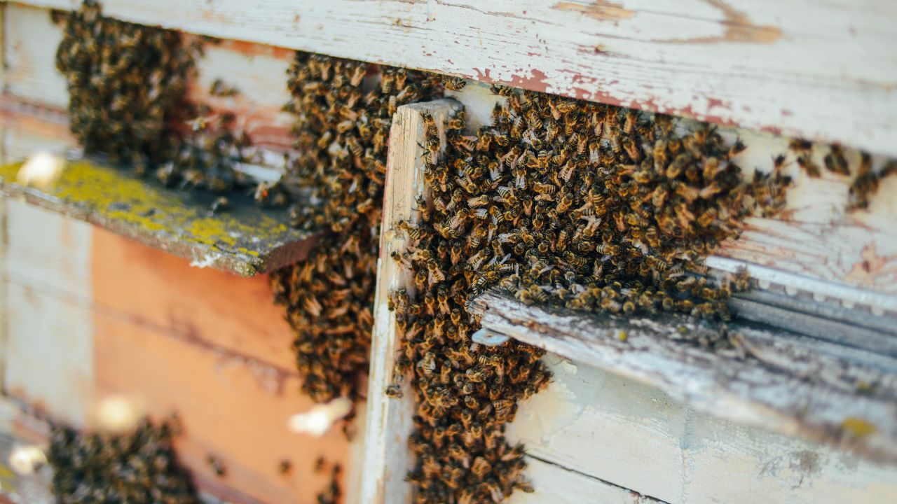 Bee relocation