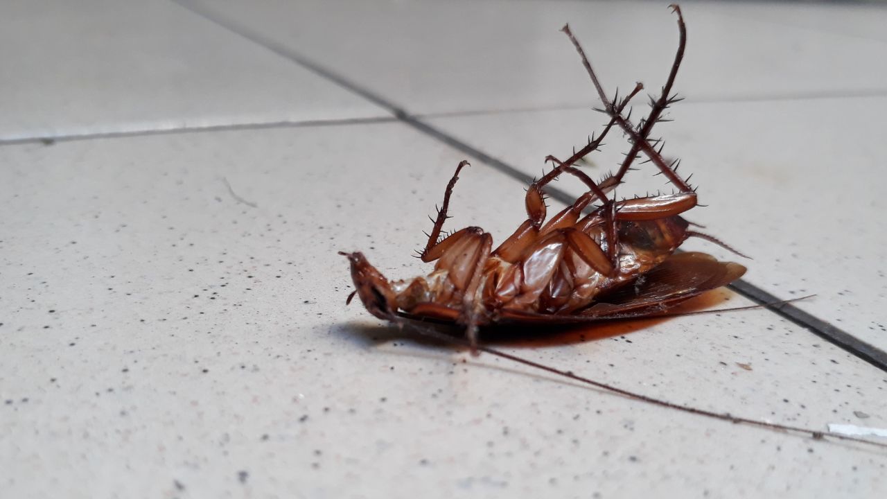 Cockroach control Bowral