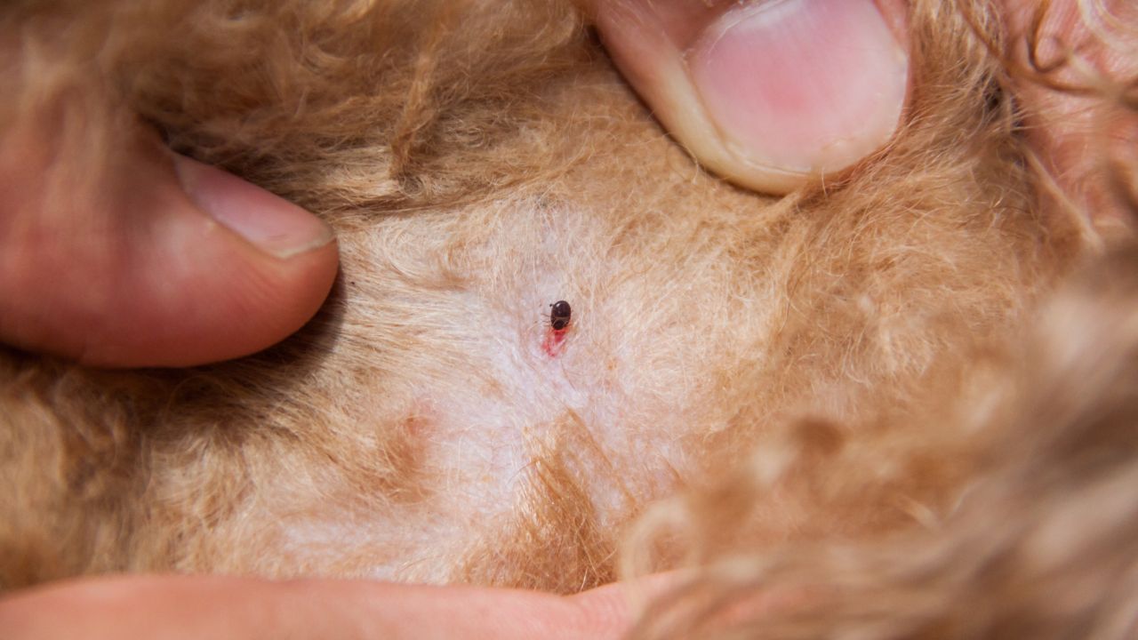 Flea treatment Bowral