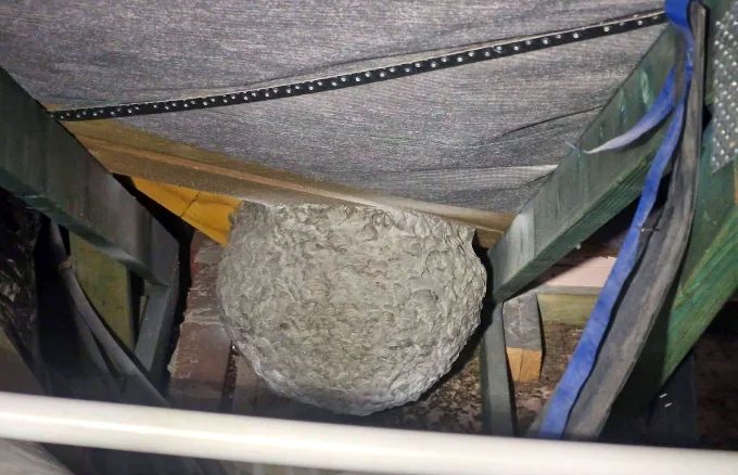 European wasp nest found in a roof void in Mittagong, Southern Highlands